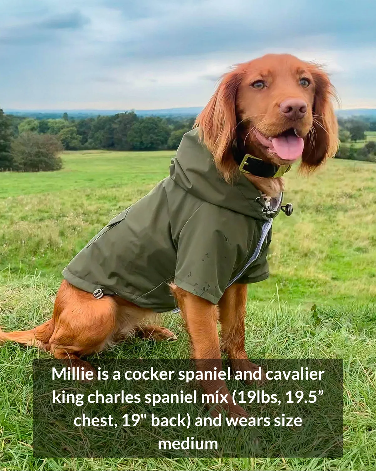 Highland Cold Weather Dog Jacket and Raincoat - Olive Green